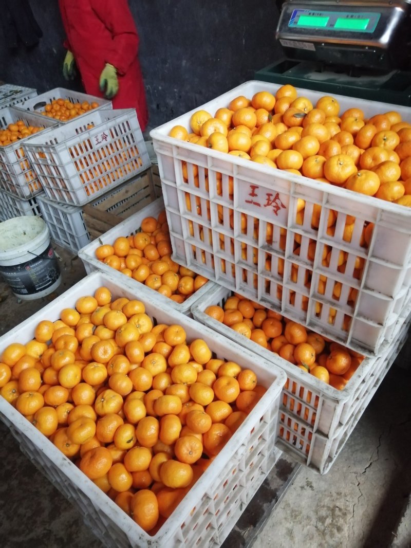 优质贮藏保鲜南丰蜜橘大量销售，果面干净漂亮，个大均匀特甜