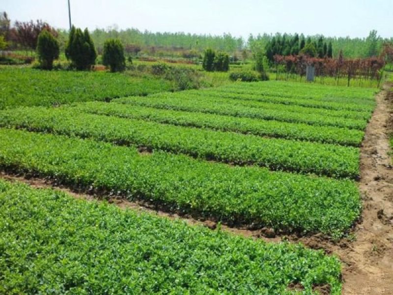 大型扶芳藤种植基地大量销售中，价格优惠常年批发供应