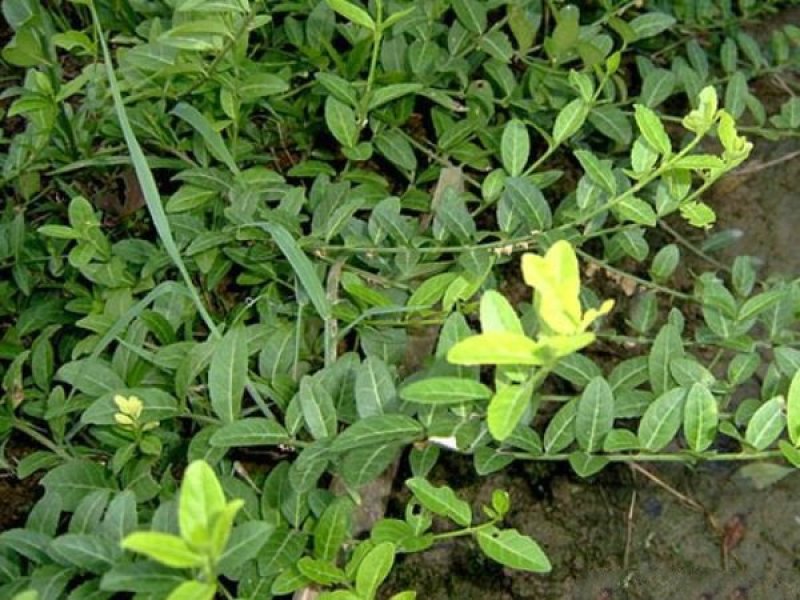 大型扶芳藤种植基地大量销售中，价格优惠常年批发供应
