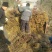大型扶芳藤种植基地大量销售中，价格优惠常年批发供应
