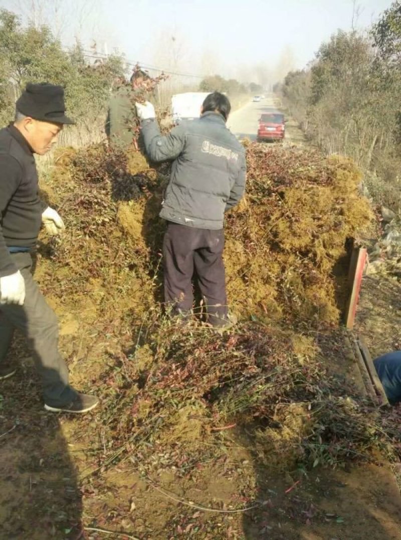 大型扶芳藤种植基地大量销售中，价格优惠常年批发供应