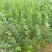 大型扶芳藤种植基地大量销售中，价格优惠常年批发供应