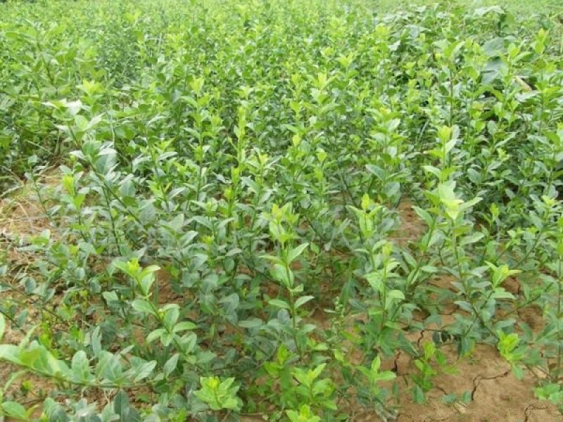 大型扶芳藤种植基地大量销售中，价格优惠常年批发供应