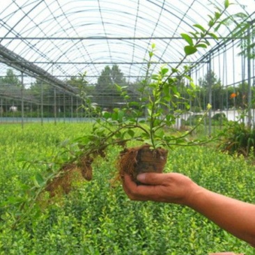 大型扶芳藤种植基地大量销售中，价格优惠常年批发供应