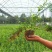 大型扶芳藤种植基地大量销售中，价格优惠常年批发供应