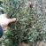 大型扶芳藤种植基地大量销售中，价格优惠常年批发供应