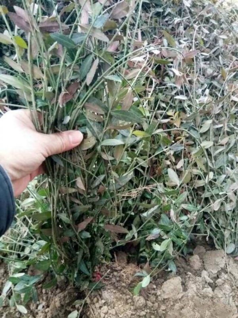 大型扶芳藤种植基地大量销售中，价格优惠常年批发供应