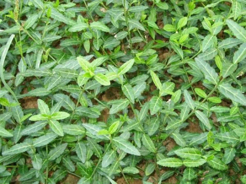 大型扶芳藤种植基地大量销售中，价格优惠常年批发供应