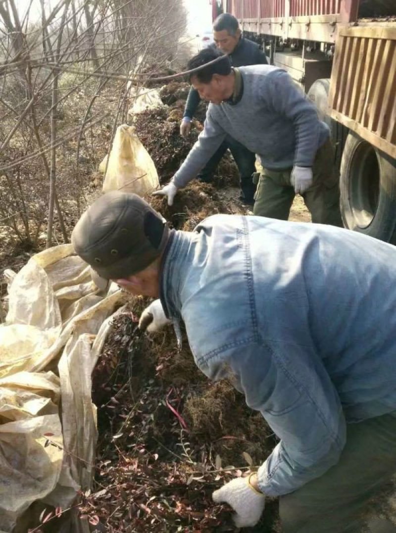 大型扶芳藤种植基地大量销售中，价格优惠常年批发供应