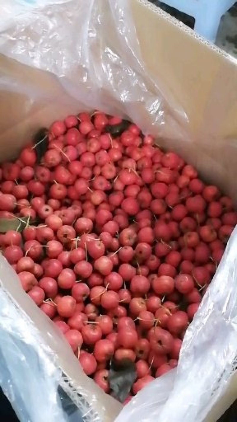 【有好货样品】商超礼品级甜红子山楂基地直供质量稳定合共赢