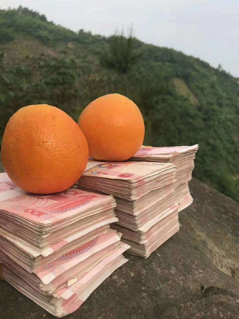 湖北长江边纽荷尔脐橙