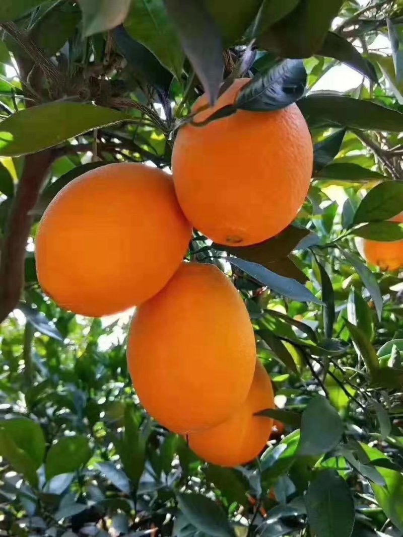 湖北长江边纽荷尔脐橙