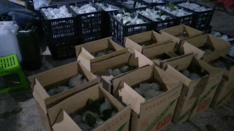 现摘新鲜水果台湾无籽番石榴芭乐水果新鲜当季番石榴