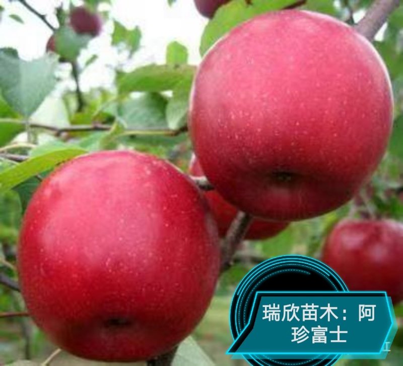 苹果苗，秦脆，红思尼克，众成1-3号，水红秦冠烟富十秦阳