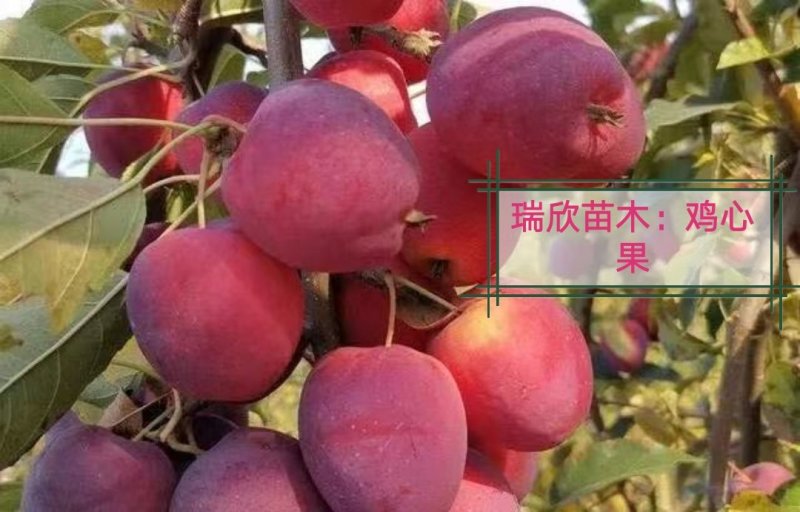 苹果苗，秦脆，红思尼克，众成1-3号，水红秦冠烟富十秦阳