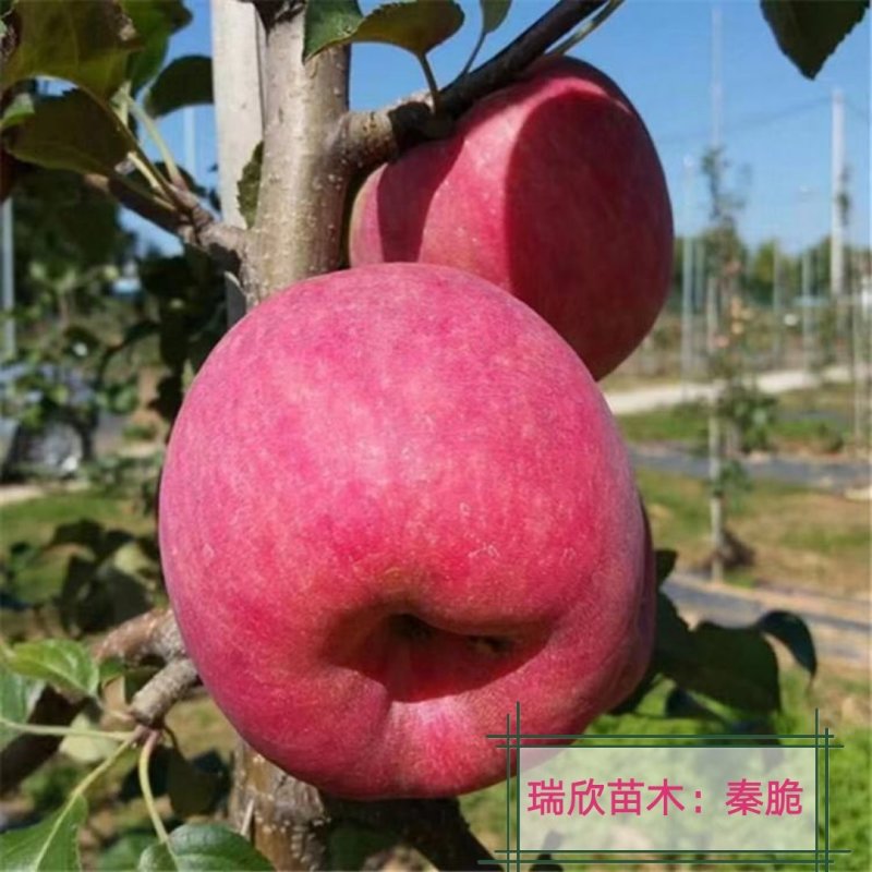苹果苗，秦脆，红思尼克，众成1-3号，水红秦冠烟富十秦阳
