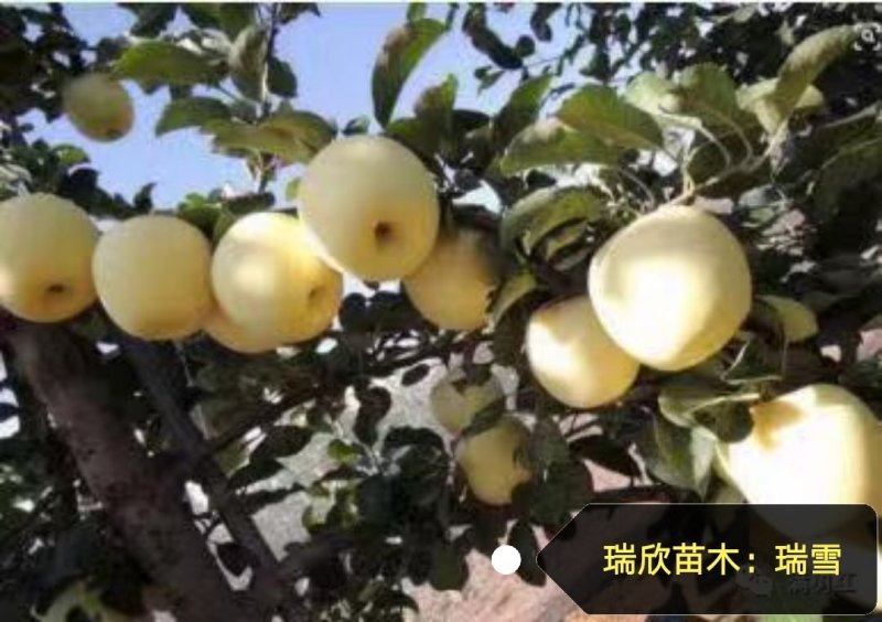 苹果苗，秦脆，红思尼克，众成1-3号，水红秦冠烟富十秦阳