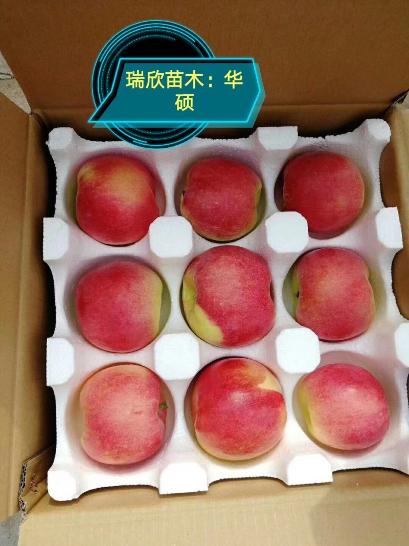 苹果苗，秦脆，红思尼克，众成1-3号，水红秦冠烟富十秦阳