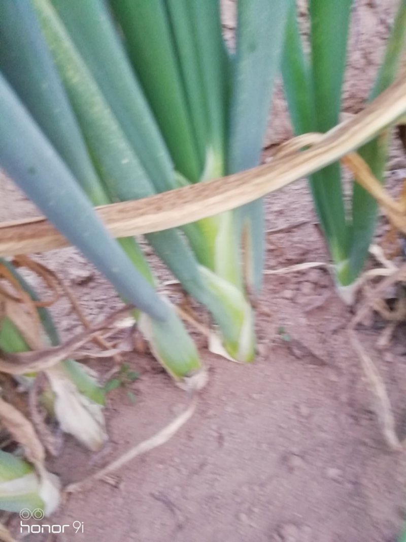 章丘继明八号章丘大梧桐葱种子葱白长抗病性强好种植产量高