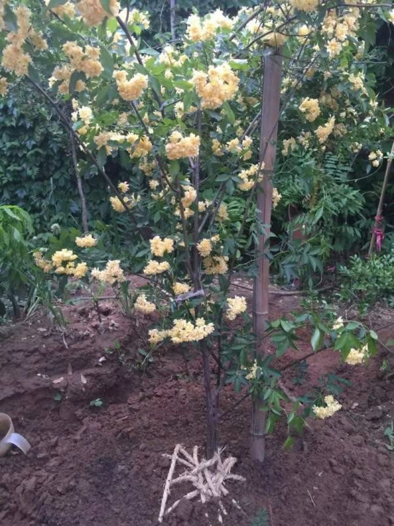 木香花价格优惠，分枝多冠幅大，植株健壮生长旺盛，常年批发