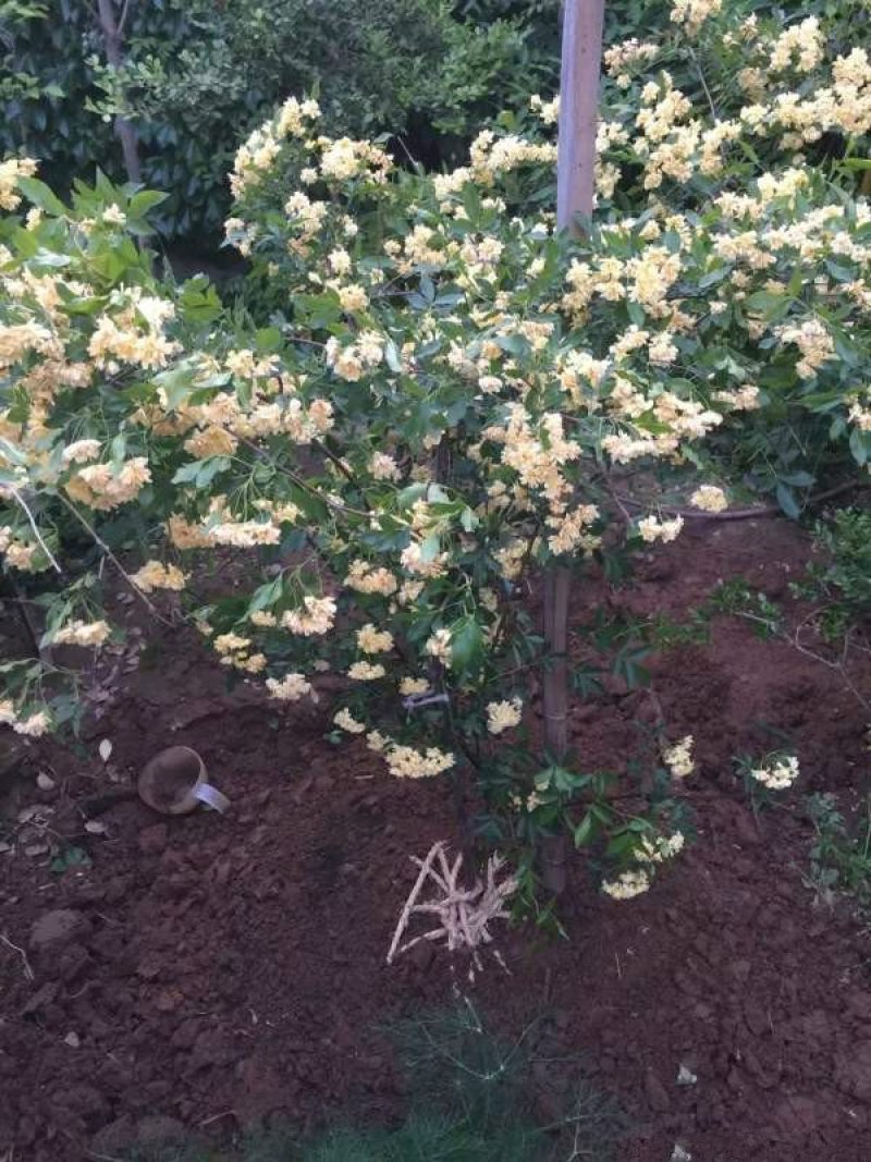 木香花价格优惠，分枝多冠幅大，植株健壮生长旺盛，常年批发