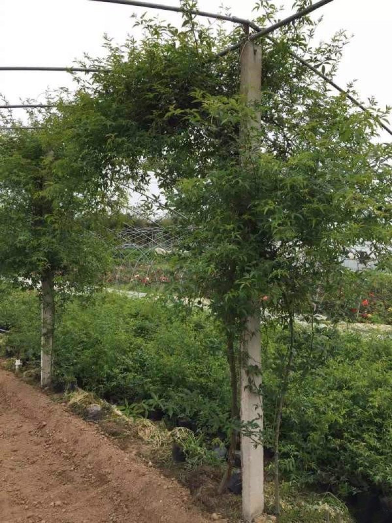 木香花价格优惠，分枝多冠幅大，植株健壮生长旺盛，常年批发