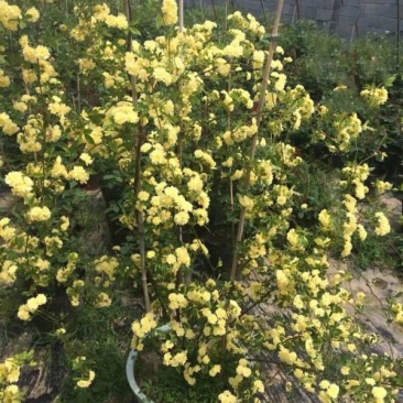 木香花价格优惠，分枝多冠幅大，植株健壮生长旺盛，常年批发