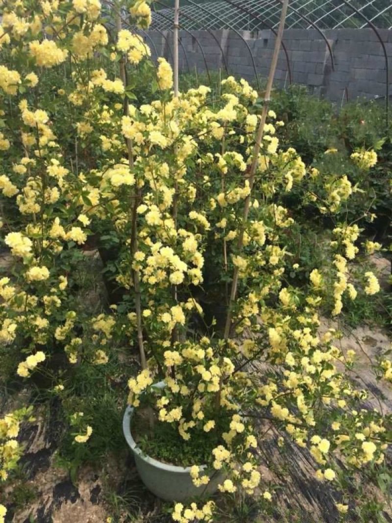 木香花价格优惠，分枝多冠幅大，植株健壮生长旺盛，常年批发
