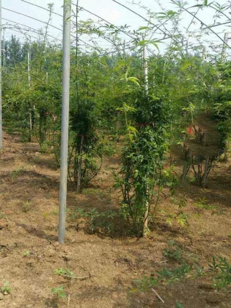 木香花价格优惠，分枝多冠幅大，植株健壮生长旺盛，常年批发