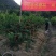 桂林优质沙糖桔，货源稳定，5千亩合作基地，专业团队代收。