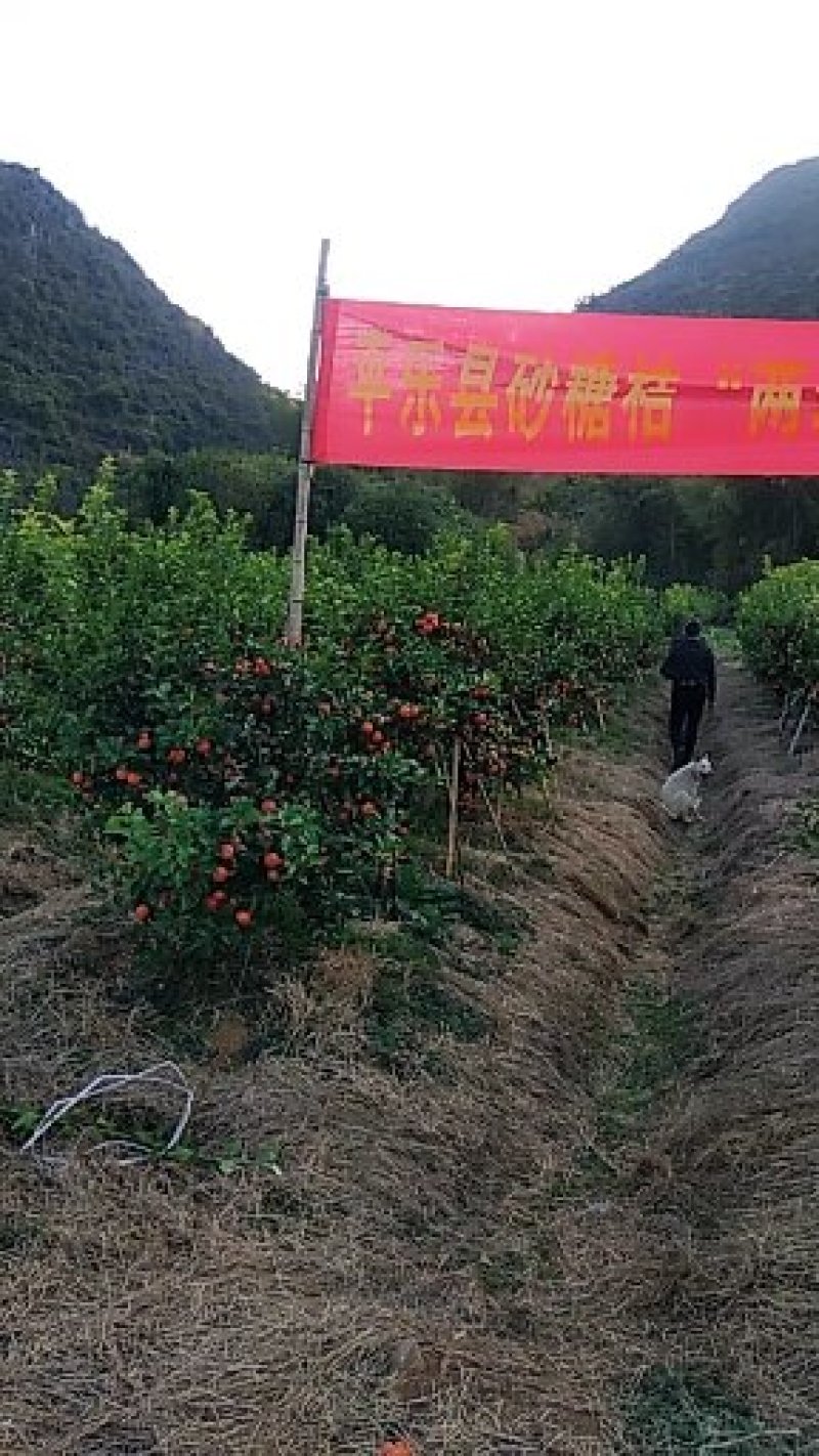 桂林优质沙糖桔，货源稳定，5千亩合作基地，专业团队代收。