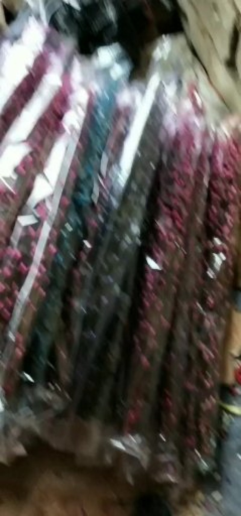 银柳基地批发，9个颜色，颜色齐全！货源充足