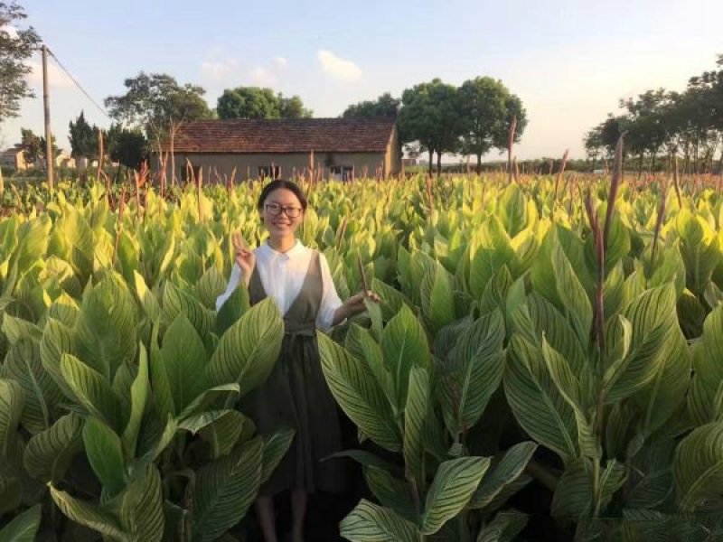 大型美人蕉种植基地大量销售中，常年批发供应价格优惠