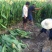 大型美人蕉种植基地大量销售中，常年批发供应价格优惠