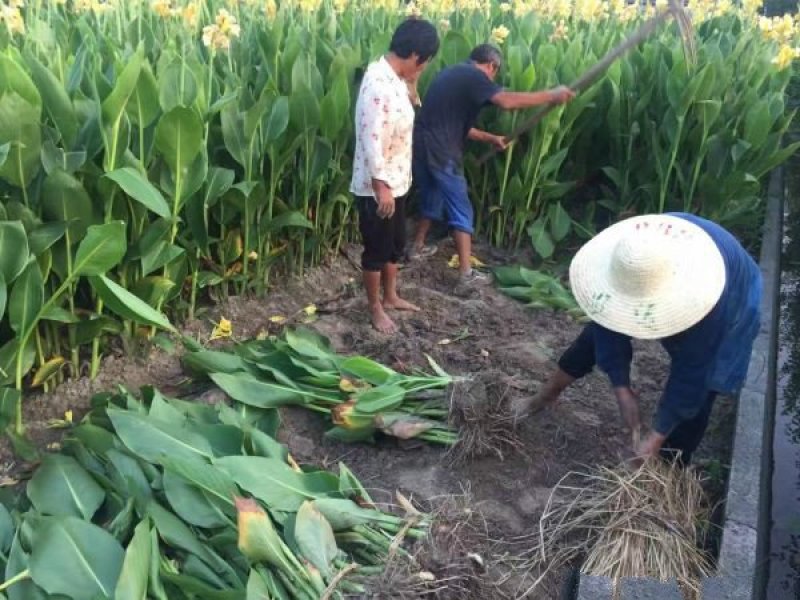 大型美人蕉种植基地大量销售中，常年批发供应价格优惠