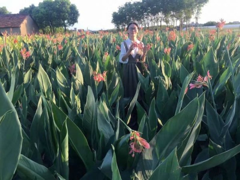 大型美人蕉种植基地大量销售中，常年批发供应价格优惠