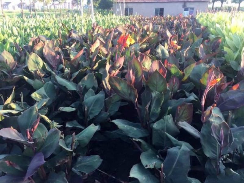 大型美人蕉种植基地大量销售中，常年批发供应价格优惠