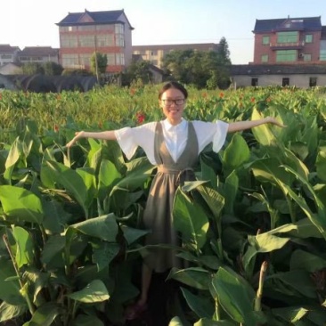 大型美人蕉种植基地大量销售中，常年批发供应价格优惠