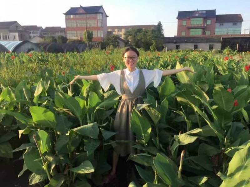 大型美人蕉种植基地大量销售中，常年批发供应价格优惠
