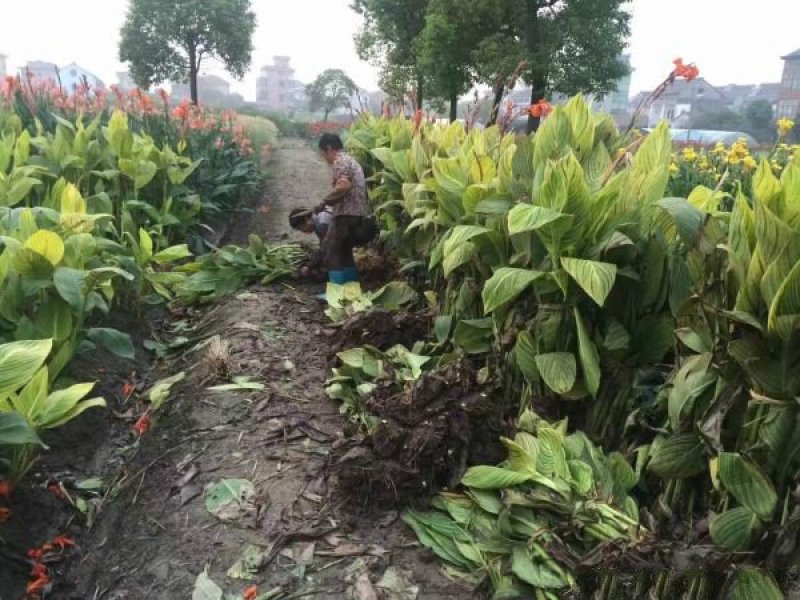 大型美人蕉种植基地大量销售中，常年批发供应价格优惠