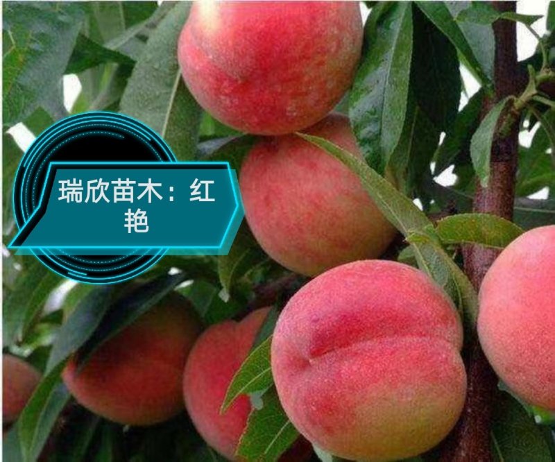 桃树苗，中油8.中蟠11，珍珠早油桃苗，包技术