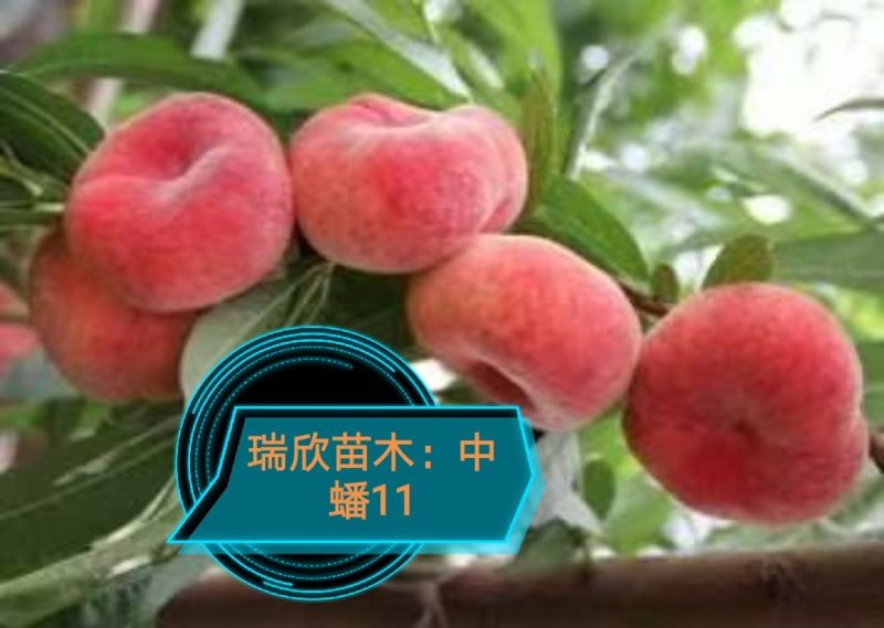 桃树苗，中油8.中蟠11，珍珠早油桃苗，包技术