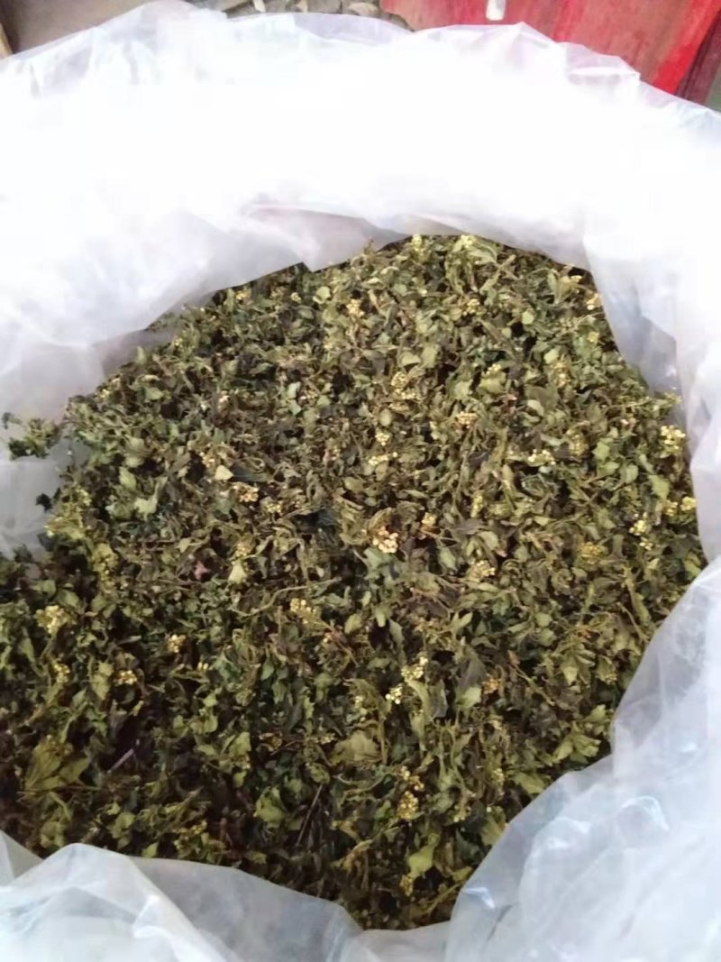 珍珠花菜，珍稀的山野菜。