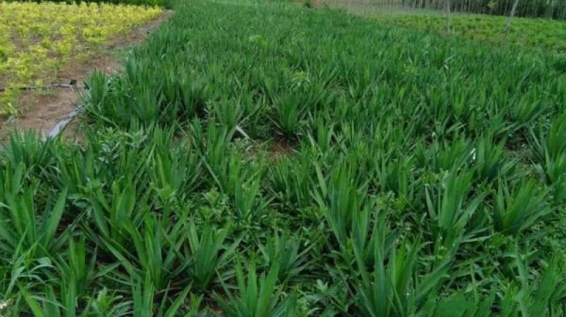 生长旺盛姿态优美自产自销百亩剑麻基地，常年大量现货待售