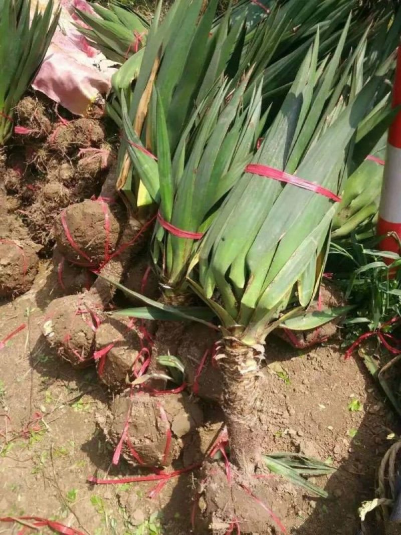 生长旺盛姿态优美自产自销百亩剑麻基地，常年大量现货待售