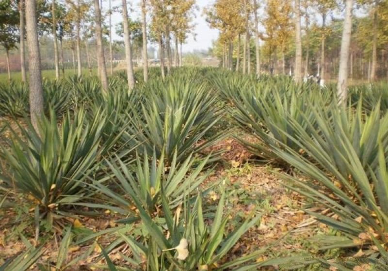 生长旺盛姿态优美自产自销百亩剑麻基地，常年大量现货待售