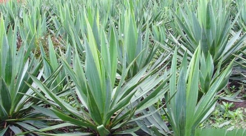 生长旺盛姿态优美自产自销百亩剑麻基地，常年大量现货待售
