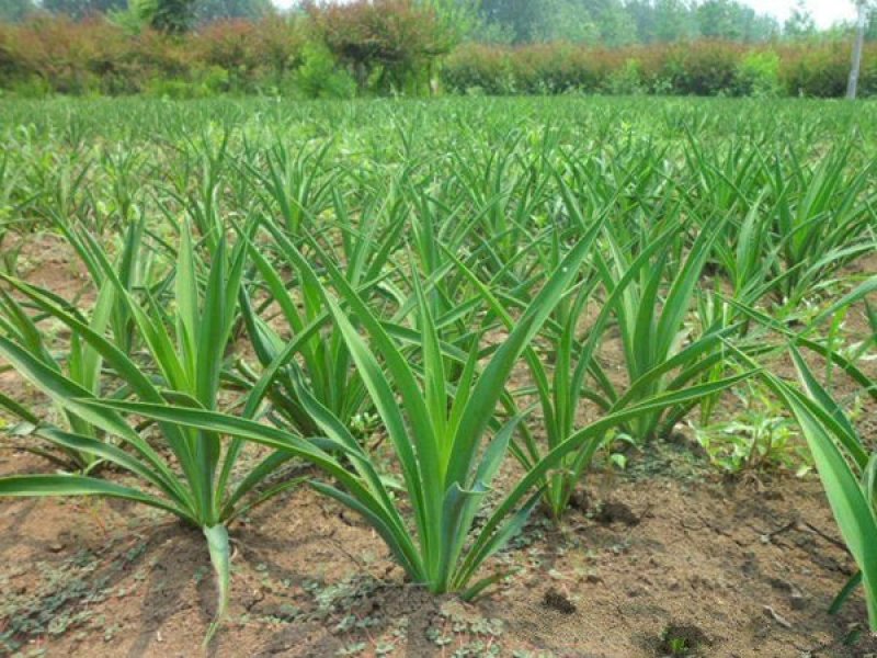 生长旺盛姿态优美自产自销百亩剑麻基地，常年大量现货待售