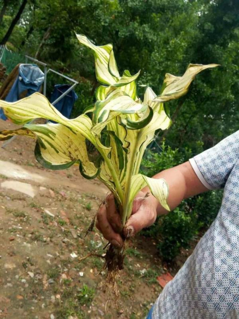 常年批发供应玉簪花价格优惠，基地大量销售中