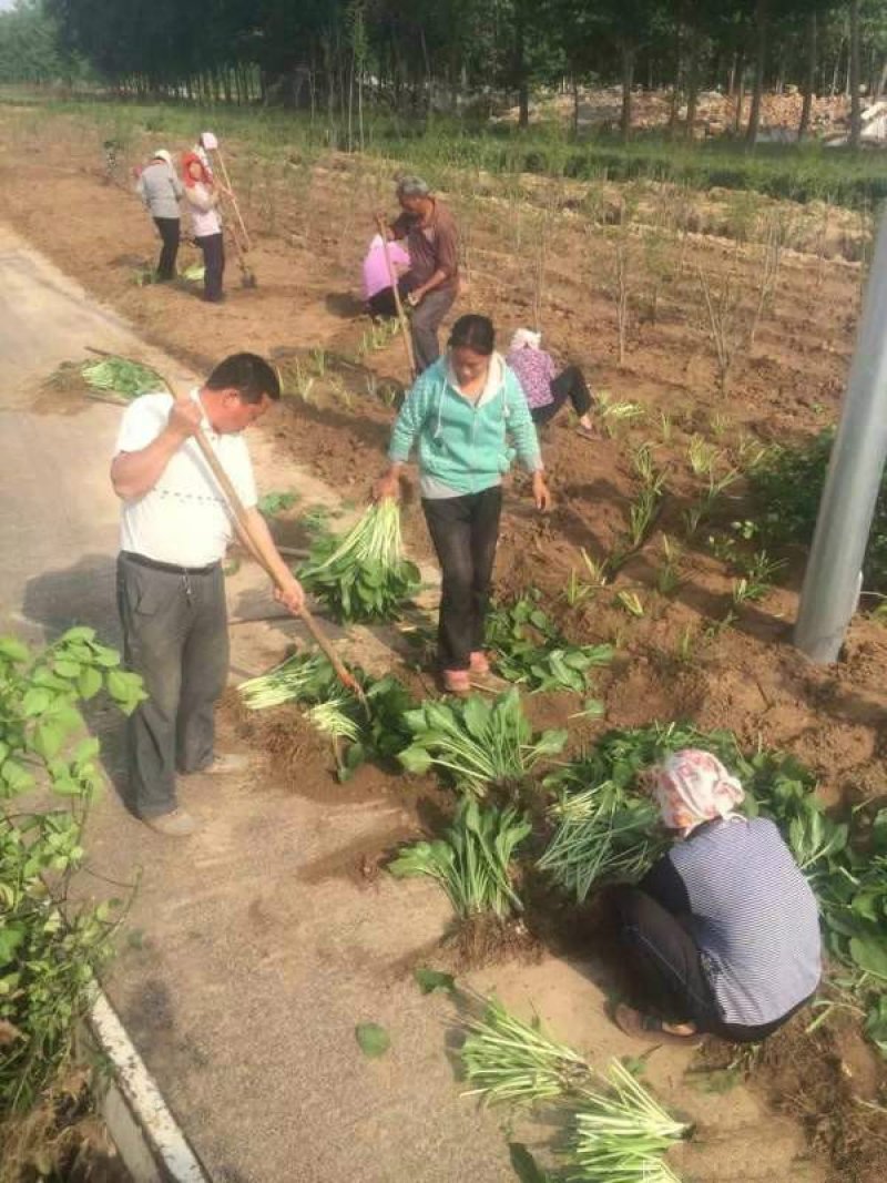 常年批发供应玉簪花价格优惠，基地大量销售中